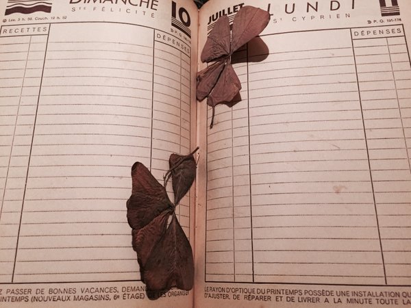 Herbier sauvage entre les pages #Madeleineproject https://t.co/SzONzAQfZj